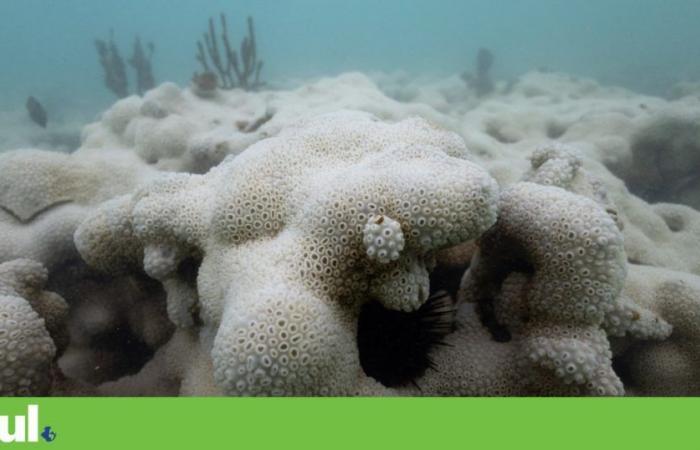 Brazil prepares for worst coral bleaching ever | Biodiversity