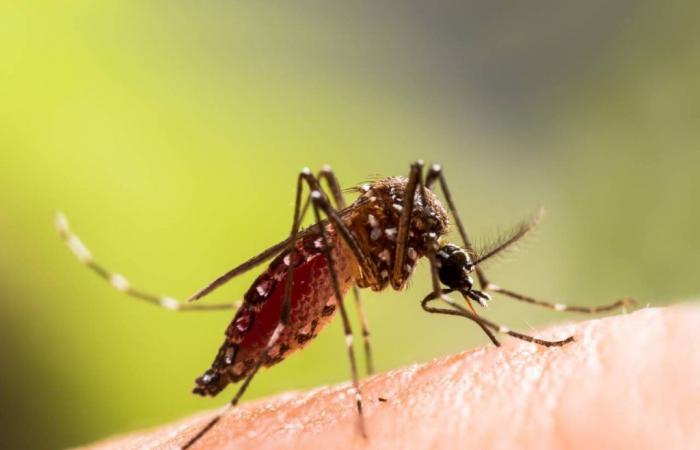 Dengue and malaria spread across Europe due to the climate crisis