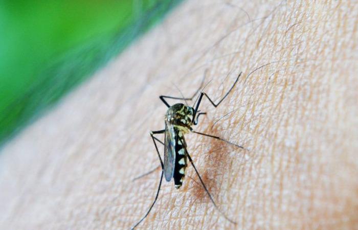 Brazil approaches 4 million cases of dengue and 1,800 deaths from the disease
