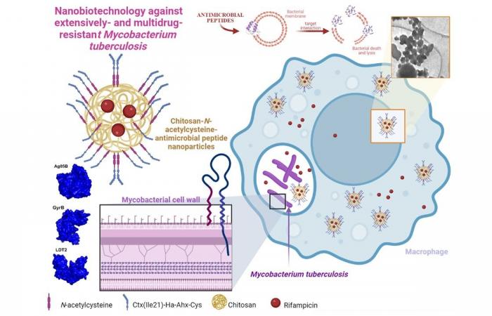Nanoparticles shorten tuberculosis treatment