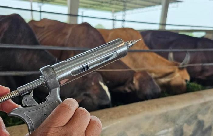 Vaccination against foot-and-mouth disease ends on April 30th in Amazonas and will not be extended