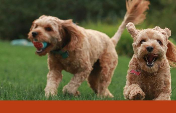 Does your dog need more friends (or are you enough)? | pet