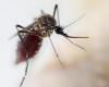 Two more deaths from arboviruses are confirmed in the East of Minas | Valleys of Minas Gerais