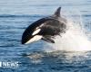Killer whale vs shark: solo orca eats great white