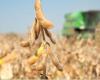 Soybean prices hit three-year lows in Chicago