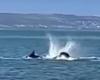 Orca seen killing great white shark off South African coast; watch the video | Biodiversity
