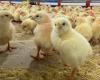 Exports of poultry genetics grew 13.8% in February, but revenue fell | Birds