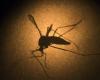 Dengue cases explode in 2024 and surpass 2023 in less than 3 months | News