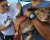 Alagoas officially begins the Annual Rabies Vaccination Campaign