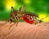 Brazil breaks annual dengue record in two and a half months