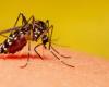 Growth of dengue is related to deforestation and climate crisis, says study by Fiocruz – Instituto Humanitas Unisinos