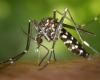 Candida can be an ally in the fight against dengue; understand