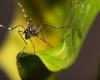 65-year-old man is the second victim of dengue in Blumenau