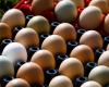 Understand the reason for the rise in the prices of eggs, olive oil, onions and potatoes | CBN Agro