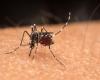 First death from dengue is confirmed in Montes Claros by City Hall | Grande Minas