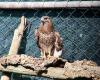 This eagle was shot but is recovering