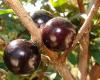 Jaboticaba bark reduces inflammation and blood glucose in people with metabolic syndrome