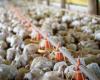 Weak demand puts pressure on chicken prices | Birds