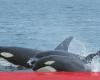 Alert for orcas off the Portuguese coast – Society