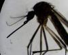 Dengue epidemic reaches alarming numbers in Latin America: in three months, 3.5 million cases were detected