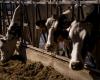 Avian flu virus spreads in US cattle herd