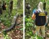 Expert reveals cause of death of ‘most famous anaconda in the world’