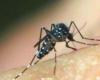 Number of municipalities with a high rate of Aedes aegypti infestation doubles in Sergipe | Sergipe
