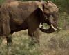 Botswana president threatens to send 20,000 elephants to Germany