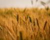 Average wheat price drops by up to 30% in one year in Brazil | Wheat