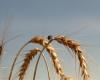 Current prices discourage an increase in wheat area