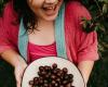 Jabuticaba: 4 surprising benefits of the fruit for your health