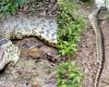 Expert confirms cause of death of ‘most famous anaconda in the world’