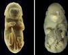 Scientists accidentally create a mouse embryo with 6 legs | Science
