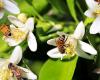 CIM Region of Coimbra leads project to transform forest areas into food fields for bees