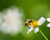 Coimbra region invests in biodiversity with food fields for pollinators