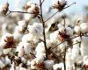 External and internal cotton prices continued to appreciate