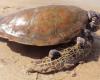 Turtles are getting sicker because of pollution