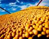 Chicago and the dollar put pressure on soybean prices; see prices