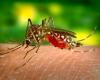 Brazil passes 1,000 deaths from dengue in 2024 and approaches historic record | Dengue