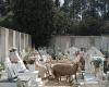 Unusual invasion: Herd causes strangeness and disruption in Palhais cemetery, Barreiro