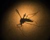 Dengue: Campinas confirms 4 more deaths from the disease and the total reaches 8; see details | Campinas and Region