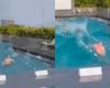 Tourist trapped in hotel pool during earthquake in Taiwan; see video