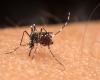 Dengue: Health Department confirms death of five-month-old baby in Montes Claros | Grande Minas