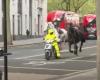 Horses running loose in central London injure four people | UK