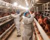 Bird flu. WHO wants global network and warns of “epidemic potential”