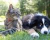 Control of bacterial infections restores well-being and health to dogs and cats