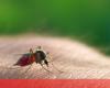Mozambique with fewer cases of malaria until March but more deaths – Africa