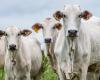 Live cattle prices advance in a rising export scenario | Livestock