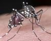 France warns of increase in dengue cases before the Olympic Games