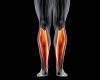 The importance of the soleus muscle, nicknamed the ‘second heart’